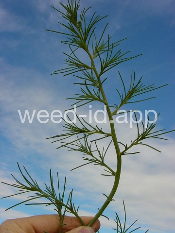 thistle, Russian